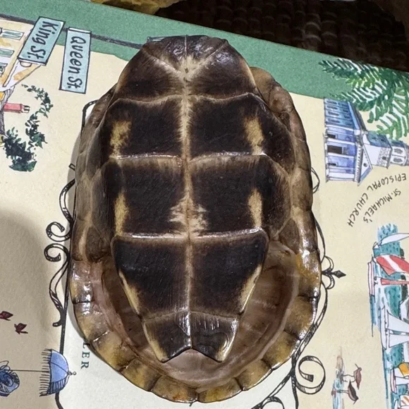 Real Brown Turtle Shell - Picture 9 of 9